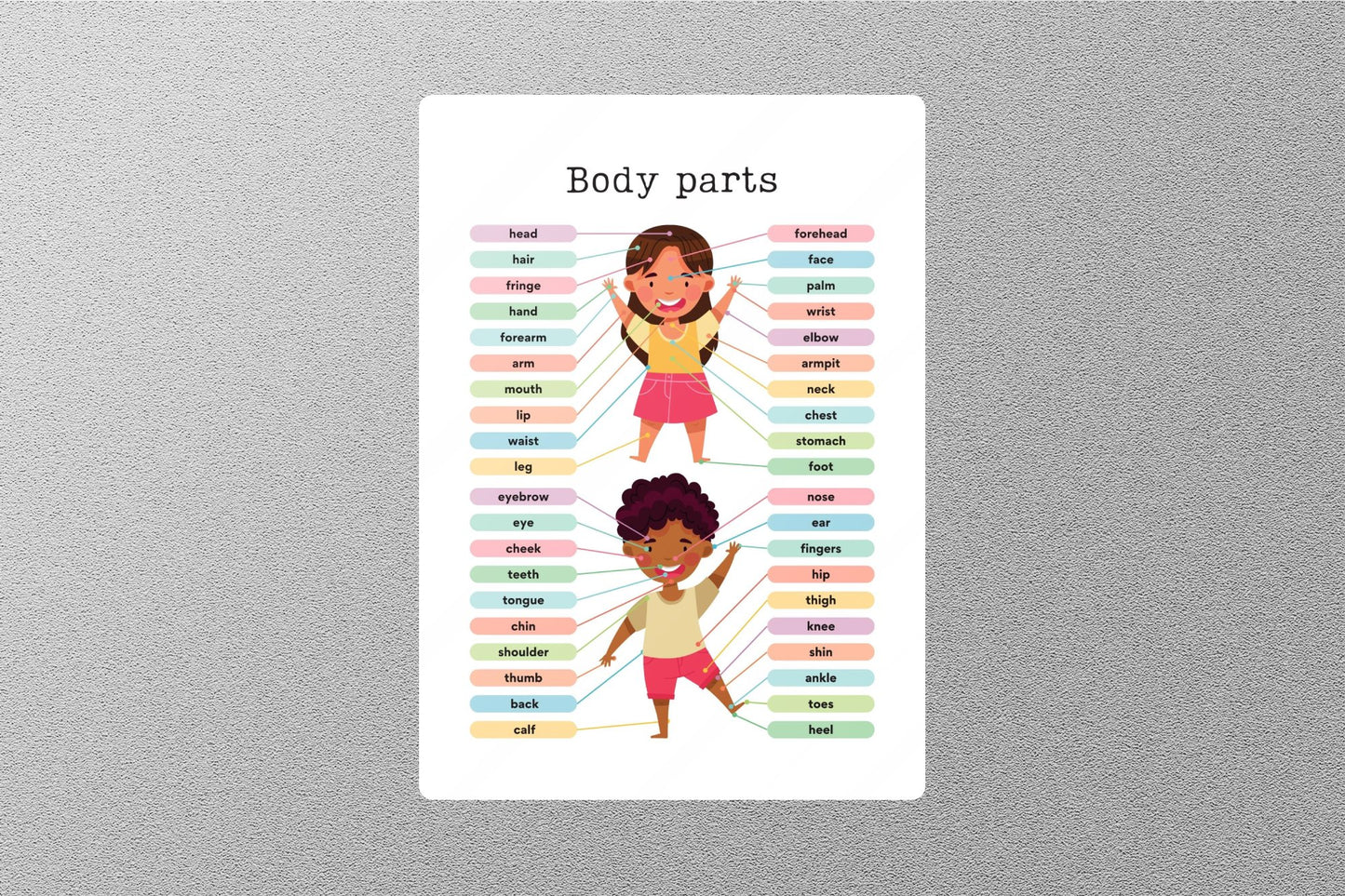Wholesale Body Parts Education Sticker