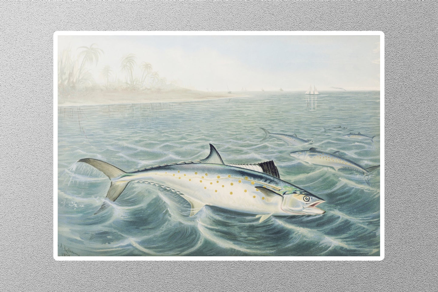 Wholesale Red Drum Samuel Kilbourne Sticker