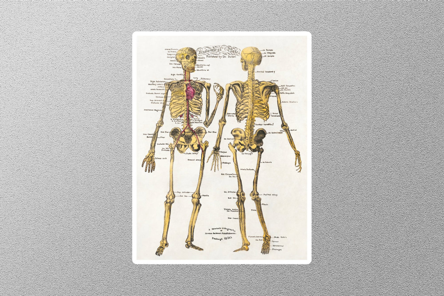 Wholesale Human Skeleton Chart Sticker