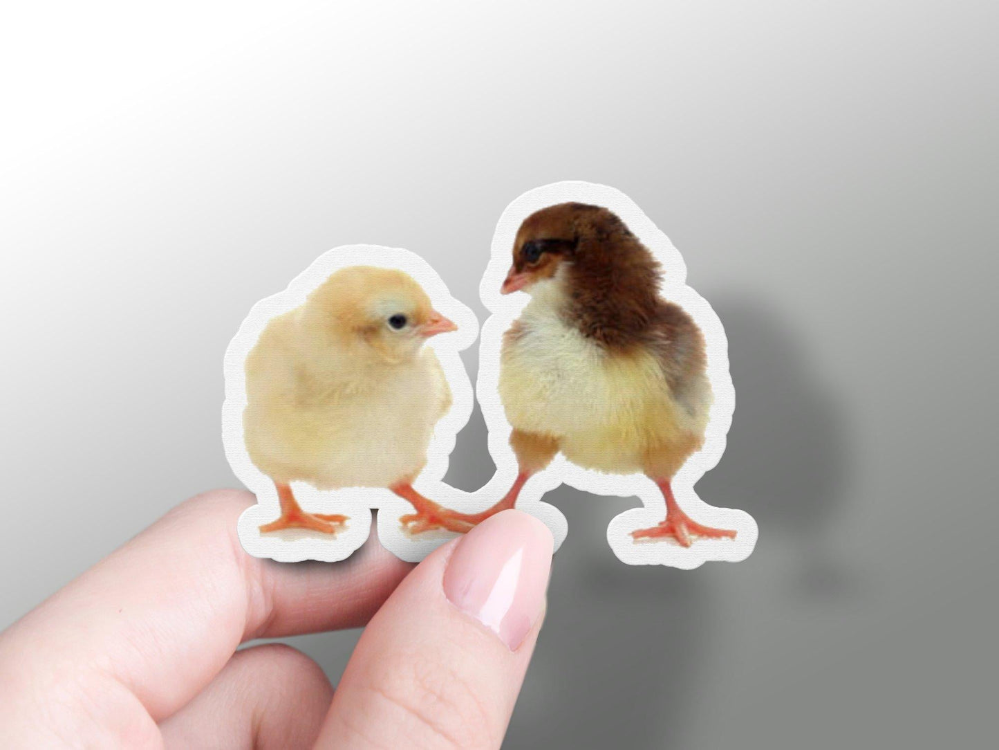 Wholesale Baby Chicken Sticker