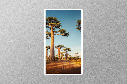 Baobab Trees Adansonia Travel Sticker