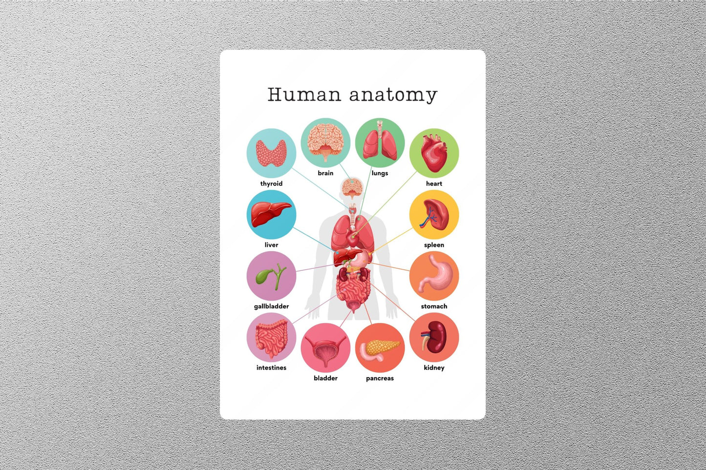 Human Anatomy Education Sticker