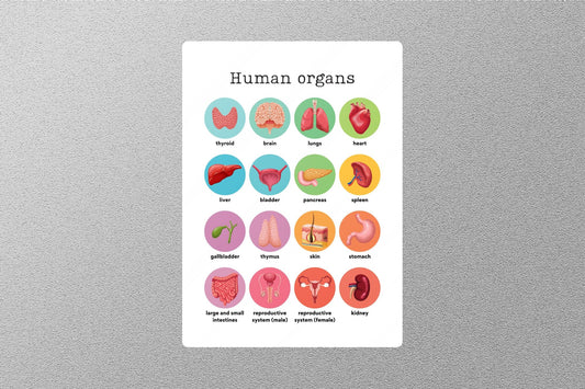 Human Organs Education Sticker