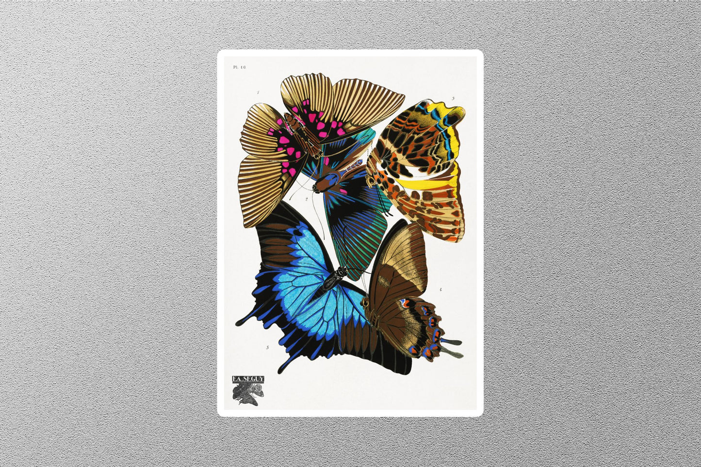 Butterflies E.A. Séguy Sticker