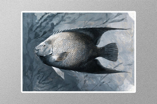 Angel fish (1837) James Carter Beard Sticker