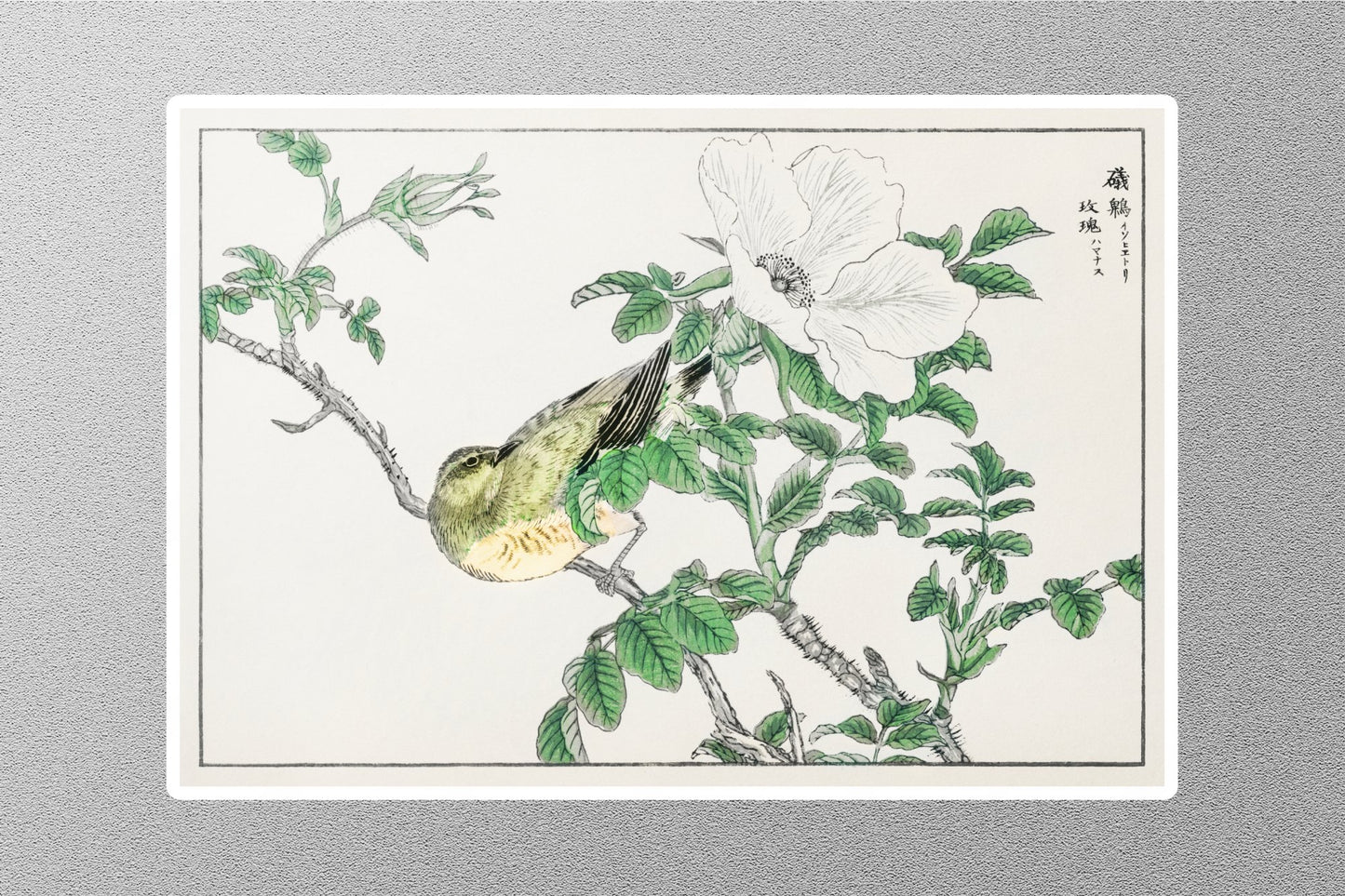 Brown-Eared Bulbul Bird & White Wild Rose Sticker