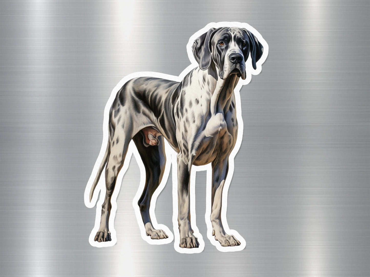 English Pointer Dog Sticker