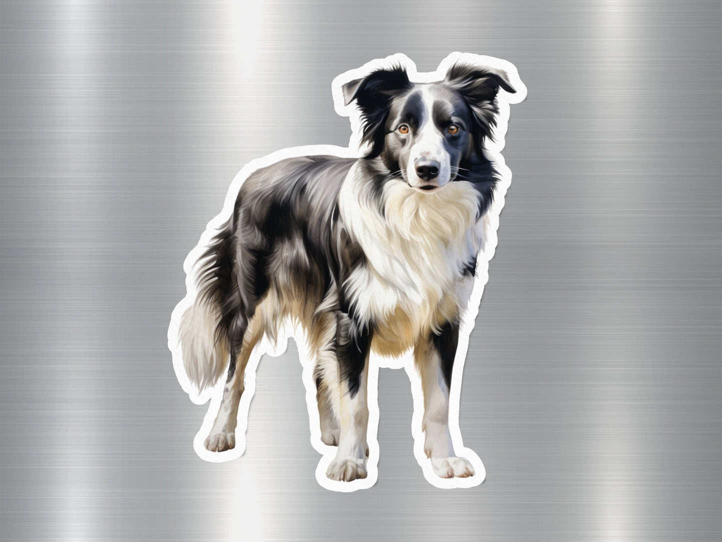 Cute Border Collie Dog Sticker