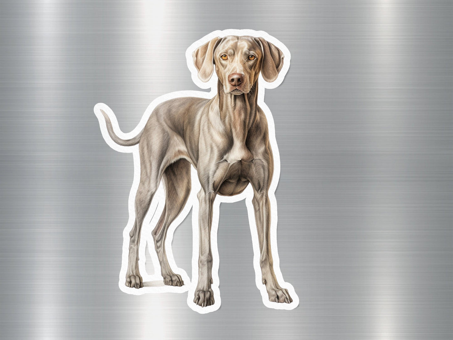 Weimaraner Dog Sticker