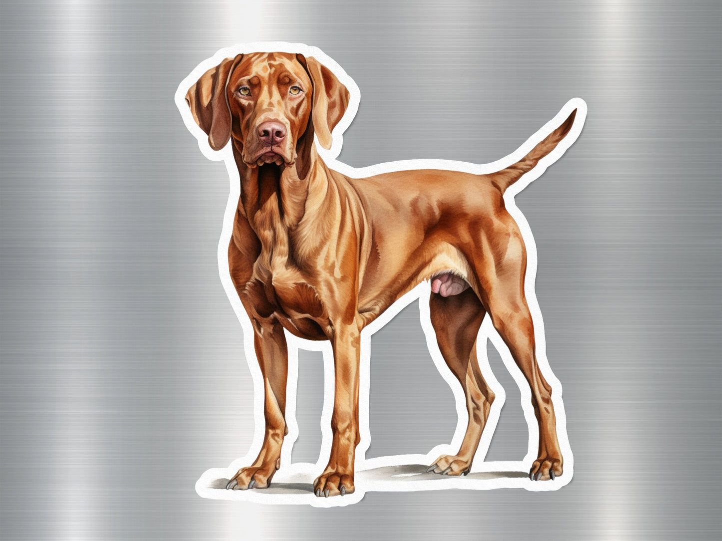 Appealing Weimaraner Dog Sticker