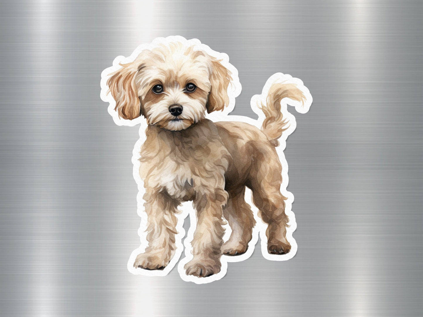 Maltipoo Dog Sticker