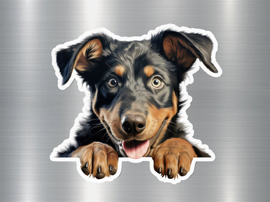 Beauceron Charm Dog Sticker