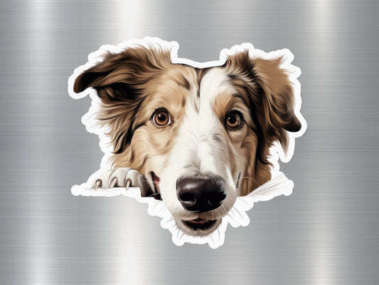 Collie Curiosity Dog Sticker