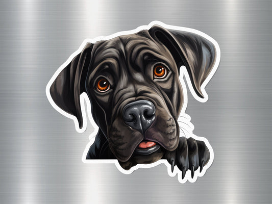 Cane Corso Curiosity Dog Sticker