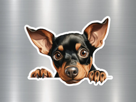 Pincher Peek Dog Sticker