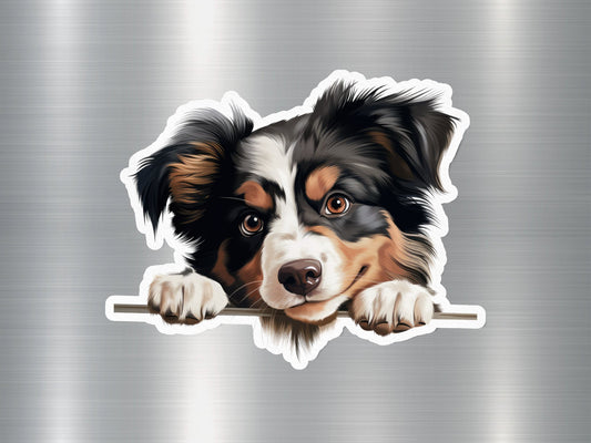 Aussie Peek Dog Sticker