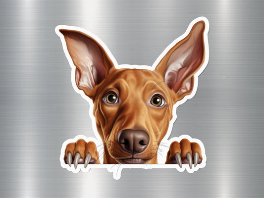 Pharaoh Hound Dog Sticker