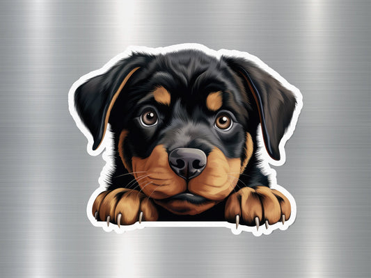 Rottweiler Cutie Dog Sticker