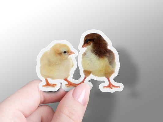 Baby Chicken Sticker