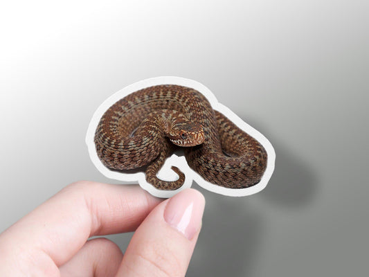 Brown Snake Sticker