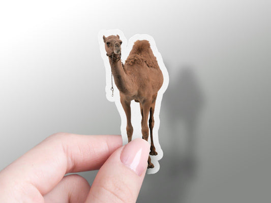 Wholesale Camel Sticker