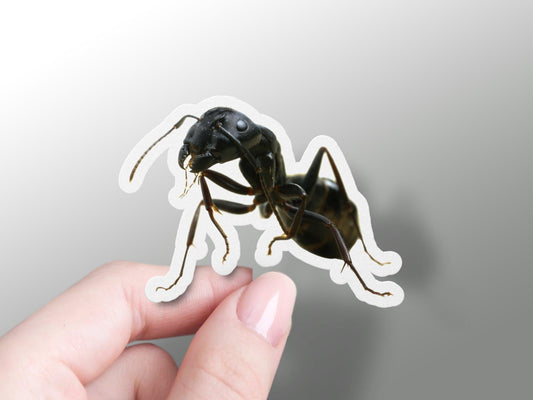Wholesale Camponotus Japonicus Sticker