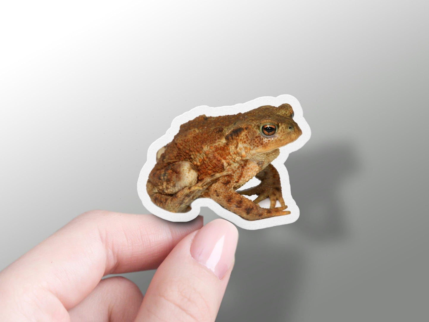 Frog Sticker