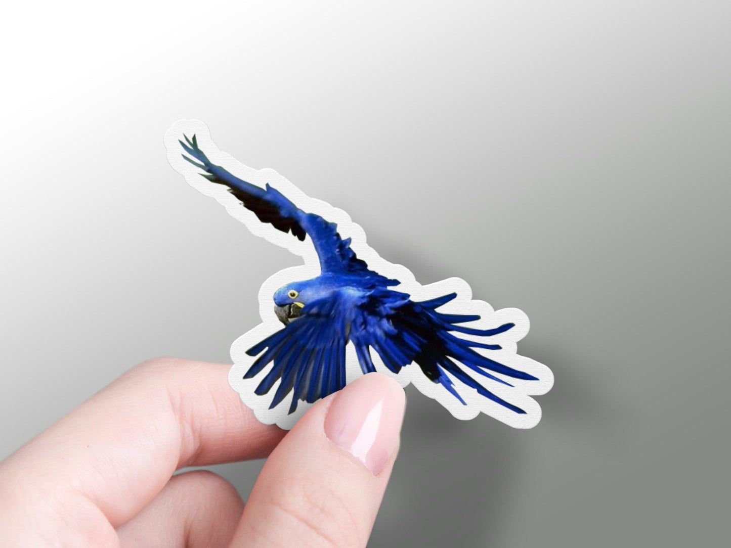 Macaw Sticker