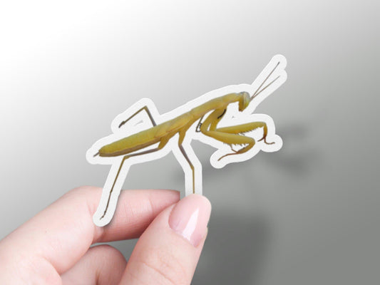 Wholesale Mantis Sticker
