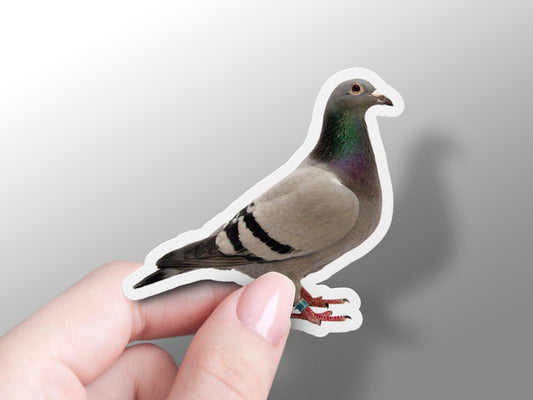Wholesale Pegion Sticker