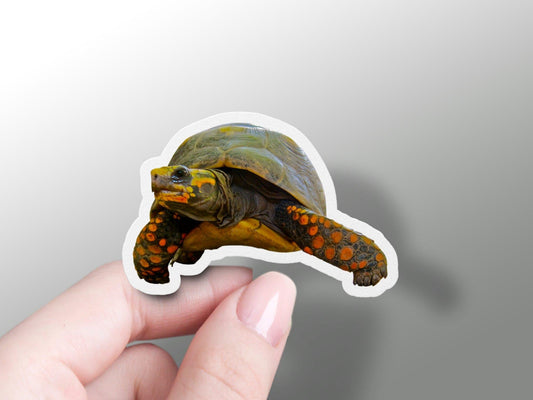Wholesale Tortoise Sticker